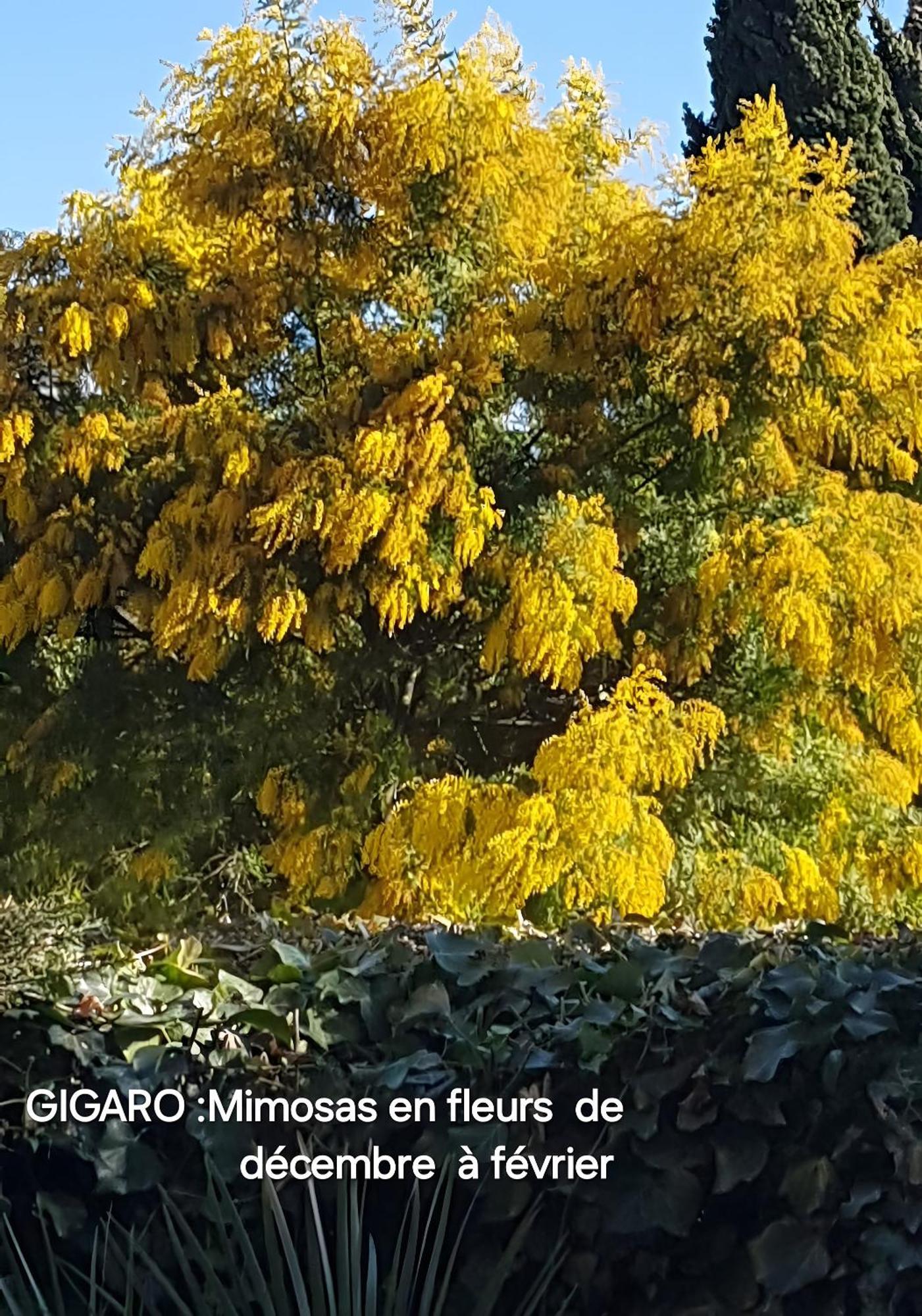 Un Petit Paradis A Gigaro *